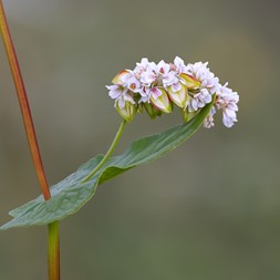 Fagopyrum (buckwheat)